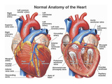 Normal Anatomy of the Human Heart