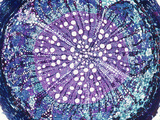 Cross-Section of a Cherry Tree Root (Prunus)  LM X15