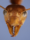Weaver Ant Head (Oecophylla)