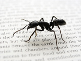 Ant (Dinoponera Australis)