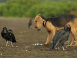 Domestic Dog Digging Up Olive Ridley Sea Turtle (Lepidochelys Olivacea) Nest