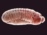 Embryo of the Fruit Fly (Drosophila Melanogaster)  SEM X25