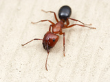 Carpenter Ant (Camponotus Sayi)  Austin  Texas  USA