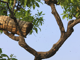 A Tree with a Traditional Cylindrical Hive Made of the Raffia Leaves and Coated with Beeswax