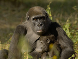 Western Lowland Gorilla (Gorilla Gorilla Gorilla) Mother Breastfeeding Young  Captive