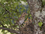 Song Thrush (Turdus Philomelos) Feeding Chicks in the Nest  France