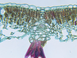 Cross-Section of a Butternut (Juglans) Sun Leaf  LM X90