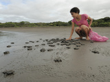 An Olive Ridley Sea Turtle Hatchling (Lepidochelys Olivacea) on its Way to the Distant Sea