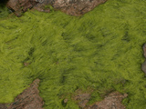 Gut Weed (Ulva Intestinalis)  Acadia National Park  Maine