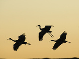 Sandhill Cranes Flying at Dusk (Grus Canadensis)  Bosque Del Apache  New Mexico  USA