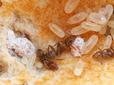 The Hollow Stem of a Cecropia Tree Houses a Colony of Fierce Cecropia Ants (Azteca Alfari)