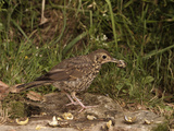 Song Thrush (Turdus Philomelos) Smashing Snails on a Rock  England