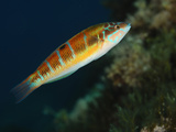 Ornate Wrasse (Thalassoma Pavo)  San Pietro  Sardinia  Mediterranean Sea