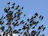Red-Wing Blackbird Flock Gathering Prior to Night Roost  North America