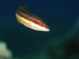 Mediterranean Rainbow Wrasse (Coris Julis)  San Pietro  Sardinia  Mediterranean Sea