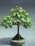 A 30-Year Old Bonsai Japanese Maple (Acer Palmatum)