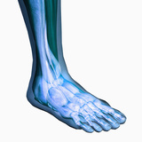 Human Ankle Showing Bones and Muscles