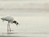 Wood Stork (Mycteria Americana) Feeding on an Olive Ridley Sea Turtle Hatchling  Playa Ostional