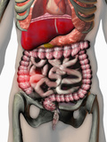 Biomedical Illustration of Inflammatory Bowel Disease (Ibd)