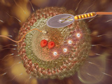 Fertilization of an Egg Cell