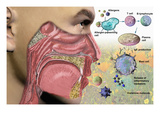 Illustration of the Human Head Showing the Mouth  Nose  and Throat Illustrating Allergy Symptoms