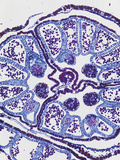 Cross-Section of Ephedra Male Strobilus  LM X10