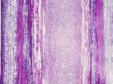 Longitudinal-Section of an Oak (Quercus) Stem  LM X6