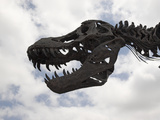 Skeleton Replica of a Tyrannosaurus Rex Dinosaur  Discovery Science Center  Santa Ana  California