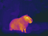 Thermogram Showing Temperature of the Capybara the Tempera