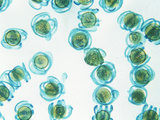 Horsetail Spores (Equisetum)  LM X65