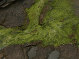 Gut Weed (Ulva Intestinalis)  Acadia National Park  Maine