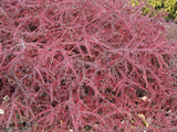 Fall Colors and Fruits of Rockspray (Cotoneaster Horizontalis)