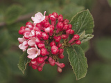 Aurora Variety of Korean Spice (Viburnum Carlessii)