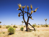 Burnt Joshua Tree (Yucca Brevifolia) Joshua Tree Np Desert Wildfires are Common Occurrences