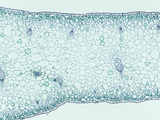 Cross-Section of a Daffodil (Narcissus) Monocot Leaf  LM X10
