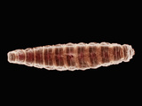 Fruit Fly (Drosophila Melanogaster) Young Larva  SEM