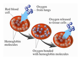 Illustration of Red Blood Cells (Rbcs) Transporting Oxygen Molecules Bonded with Hemoglobin