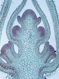 Longitudinal-Section of a Sage Stem Tip or Meristem (Salvia)  LM X20