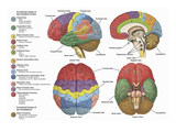 Brain from Four Different Views Using Color-Coding to Show the Anatomy and Functional Areas