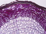Cross-Section of a Basswood (Tilia) Root  LM X15