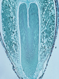 Longitudinal-Section of Ephedra Mature Embryo  LM X7