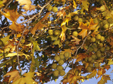 Maturing Achene Fruit of the Oriental Plane Tree (Platanus Orientalis)