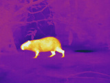 Thermogram Showing Temperature of the Capybara the Tempera