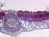 Cross-Section of an Oak (Quercus) Sun Leaf  LM X45
