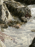 Spiral Wrack (Fucus Spiralis)  Periwinkle (Littorina Littorina) and Barnacles  Acadia National Park