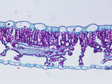 Cross-Section of an Elderberry (Sambucus) Shade Leaf  LM X65