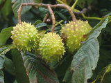 Developing Fruit of the Horse-Chestnut or Conker Tree (Aesculus Hippocastanum)