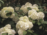 European Cranberry (Viburnum Opulus) Roseum Variety