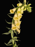 Foxglove Plant (Digitalis Grandiflora)