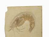Fossil Shrimp Penaeus Speciosus) Jurrasic  Nesozoic Crustacean  Solnhofen  Bavaria